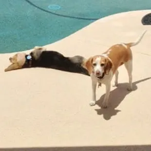 Belle and Milly Sunning!