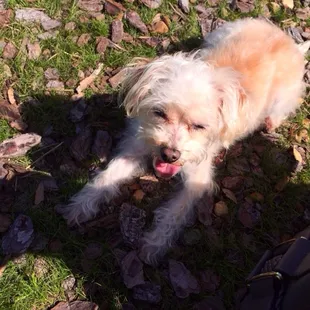 Relaxing in the sun. Exhausted from playing with so many other dogs!