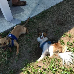 Pepe and ChiChi relaxing in the shade.