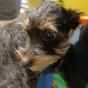 A cute puppy that also came to get vaccinated and microchipped