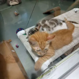 Adorable kittens for adoption