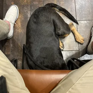 Nervous hound awaiting her checkup!