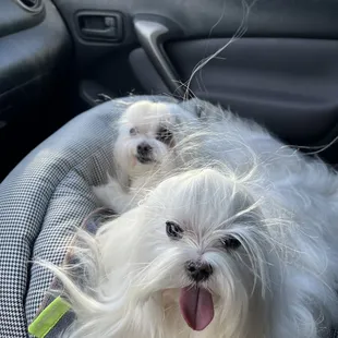 HAPPY PUPS AFTER ADEQUAN TREATMENT