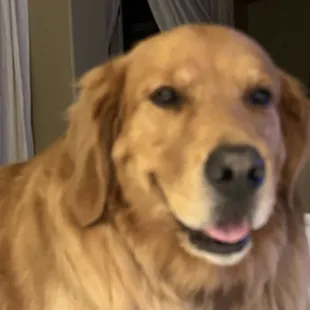 Mason.......best dog ever!