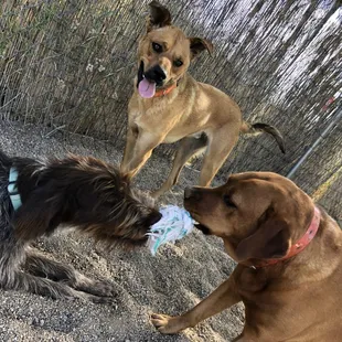 Ruby, Harley, Denali