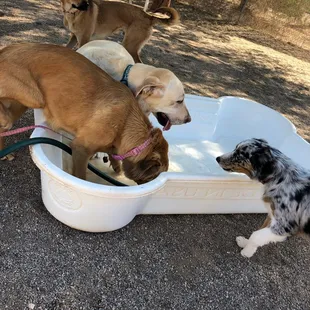 Lollypup, Grayson, Bindi