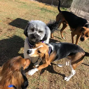 Louie, Daisy, JJ, Reggie