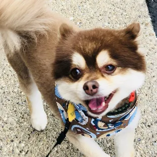 Momo is a happy boy!