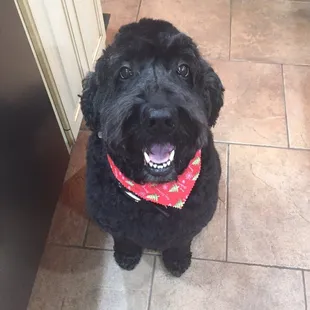 Zil's new do! She was super proud!