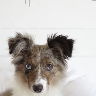 Pawsitive Pet Styles