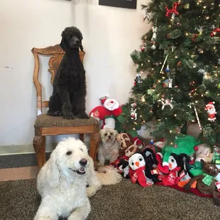 Zelda,Chewy and Cora