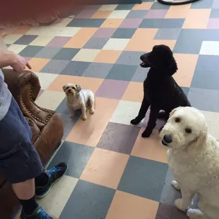 Part of the crew!                      Chewie , Corra, Zelda