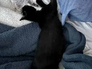 Hermitage Cat Shelter