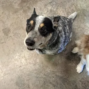 Our Quinton. Another one of our treasured day care paw family. He's here 3 day's a week. And loves to always be by your side.