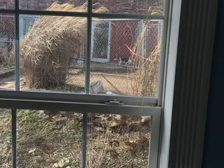 Pet Companions Country Inn