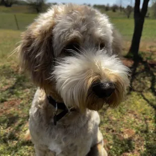Fluffy, clean doggo