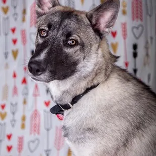 Kaiser&apos;s Valentine picture