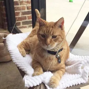 Come meet our shop cat, Kringle!