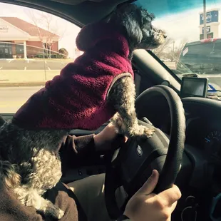 Bella practically drove herself to Pawtopia: Your Pet&apos;s Nutritionist today.