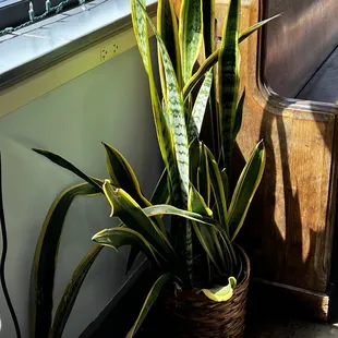 Please re-pot your plant. It appears rootbound.