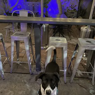 The puppy&apos;s favorite bar :)