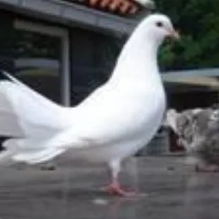 Live Pigeon