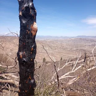 Burned tree and wind turbines