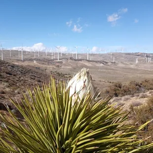 Joshua tree flower on a hillside with wind turbines in the background