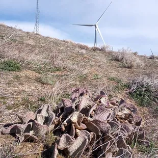 Prickly pear and wind turbines