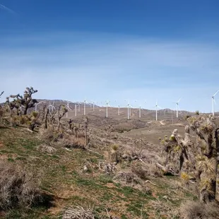 Joshua trees and wind turbines