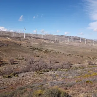 Colorful shrubs, Joshua trees, and wind turbines