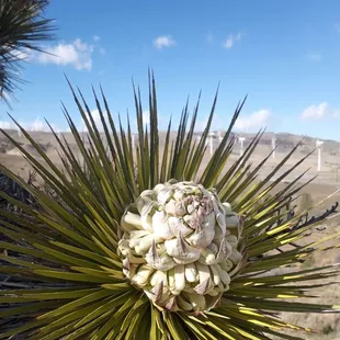 Joshua tree flower