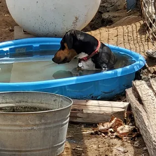 Missy coolong off on a hot summer day