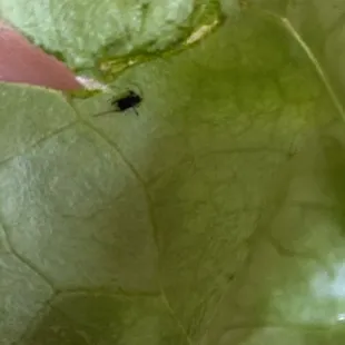 Bug on the lettuce