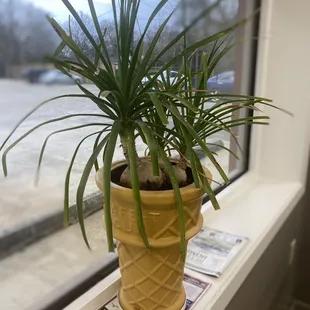 cutest ice cream planters :)