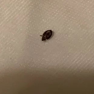 Bed bug, one of many!