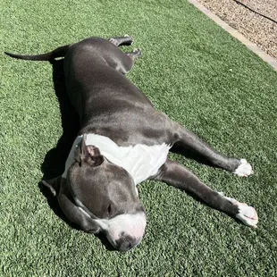 Shiny coat and relaxed pup!