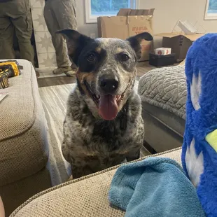 My Titan after his beautiful blow out to travel across the country to our new home.