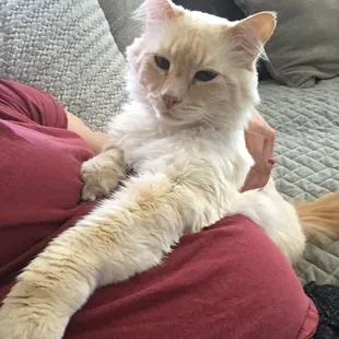 Little bit of grow out but Thor was super handsome