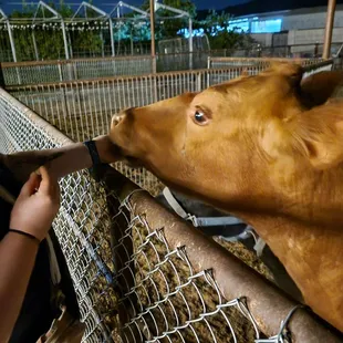 My kid feeding the cow