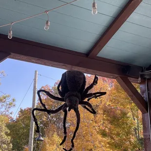 The view for Halloween on the patio.