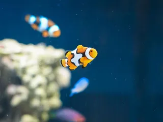 Better Life Pet Foods