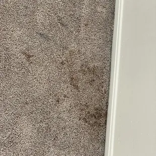 Pet stain from previous tenant