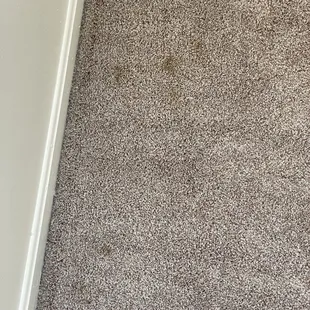 Pet stain from previous tenant