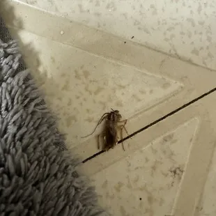 Save yourself 1000s of dollars in psychiatric bills and stay the fuck away from this dirty ass hell hole