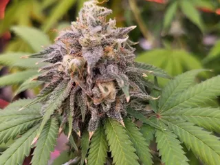 Zia Health & Wellness Medical Cannabis Program