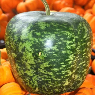 Apple Gourd.