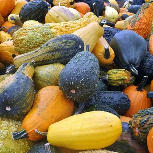 Gourds...all shapes and sizes.