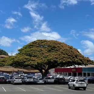 Nature's Umbrella...