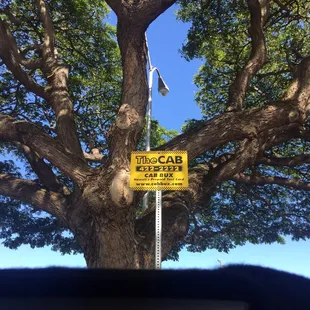 Awesome Monkeypod Tree That Shades the Parking Lot...